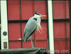 Bird    